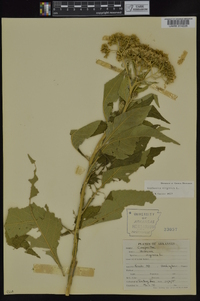 Verbesina virginica image