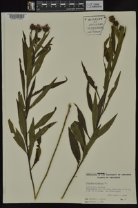 Vernonia arkansana image