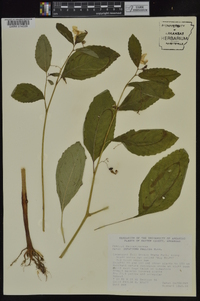Impatiens pallida image