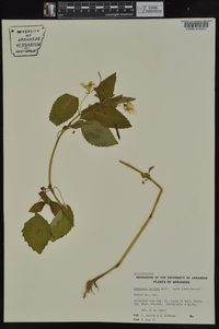 Impatiens pallida image