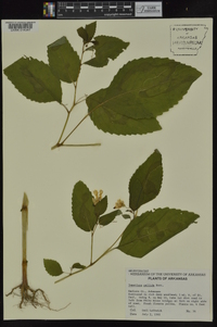 Impatiens pallida image