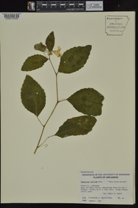 Impatiens pallida image