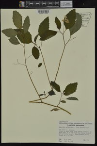 Impatiens pallida image