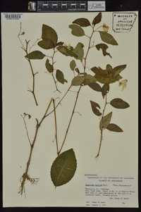 Impatiens pallida image