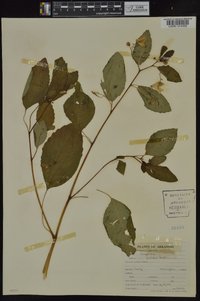 Impatiens pallida image