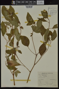 Impatiens pallida image