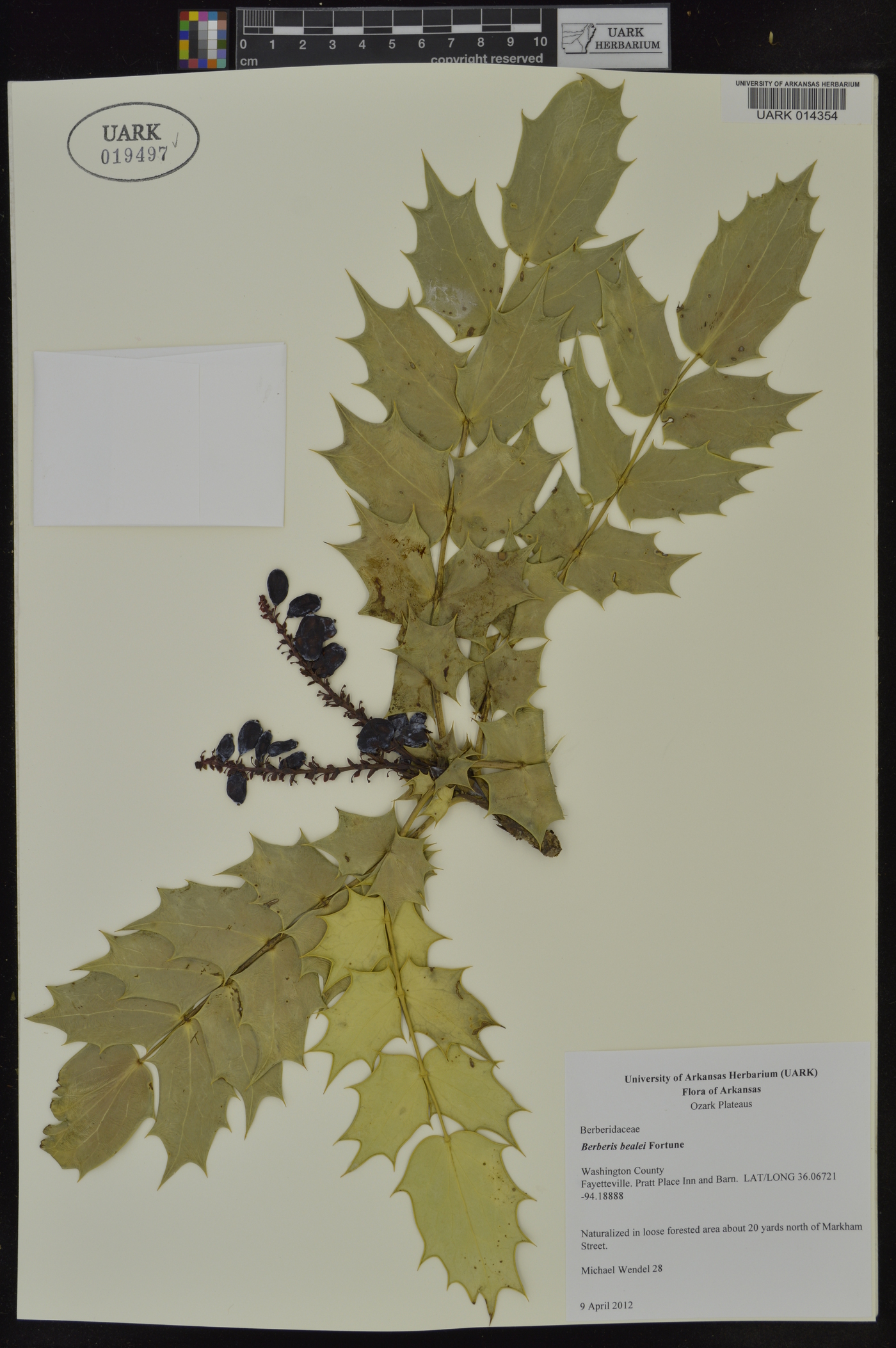 Mahonia bealei image