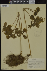 Caulophyllum thalictroides image