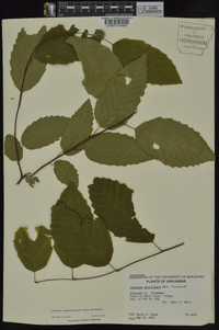 Carpinus caroliniana subsp. caroliniana image