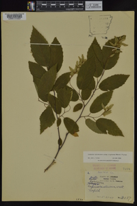 Carpinus caroliniana subsp. virginiana image