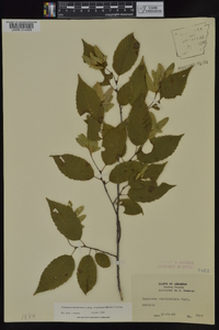 Carpinus caroliniana subsp. virginiana image