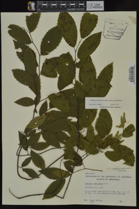 Carpinus caroliniana subsp. caroliniana image