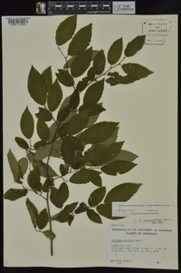 Carpinus caroliniana subsp. virginiana image