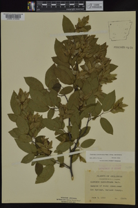 Carpinus caroliniana subsp. caroliniana image