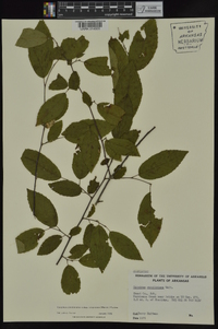 Carpinus caroliniana subsp. virginiana image