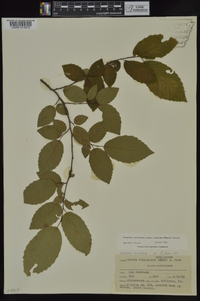 Carpinus caroliniana subsp. virginiana image