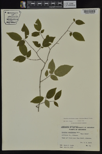 Carpinus caroliniana subsp. virginiana image