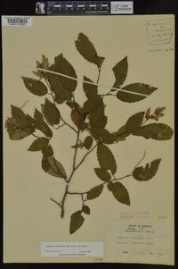 Carpinus caroliniana subsp. caroliniana image