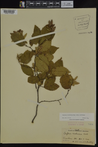 Carpinus caroliniana subsp. caroliniana image