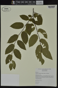 Carpinus caroliniana subsp. caroliniana image