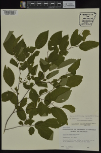 Carpinus caroliniana subsp. virginiana image