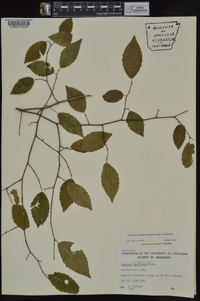 Carpinus caroliniana subsp. caroliniana image