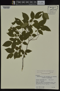 Carpinus caroliniana subsp. virginiana image