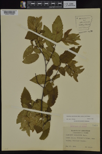 Carpinus caroliniana subsp. caroliniana image