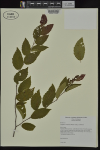 Carpinus caroliniana subsp. caroliniana image