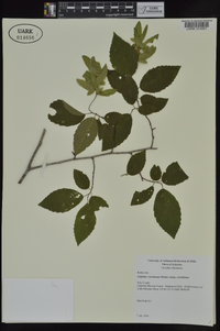 Carpinus caroliniana subsp. caroliniana image