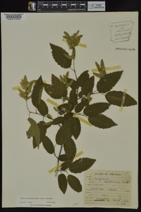 Carpinus caroliniana subsp. caroliniana image