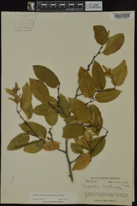 Carpinus caroliniana subsp. caroliniana image