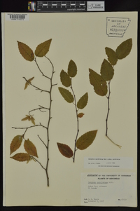 Carpinus caroliniana subsp. caroliniana image