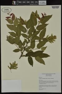 Carpinus caroliniana subsp. caroliniana image