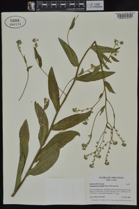Cynoglossum zeylanicum image