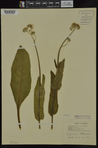 Cynoglossum virginianum image