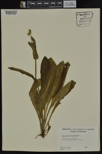 Cynoglossum virginianum image