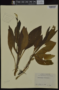 Cynoglossum virginianum image