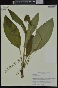 Cynoglossum virginianum image