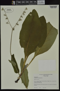 Cynoglossum virginianum image