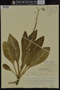 Cynoglossum virginianum image
