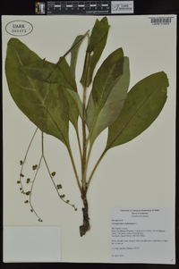 Cynoglossum virginianum image