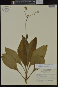 Cynoglossum virginianum image