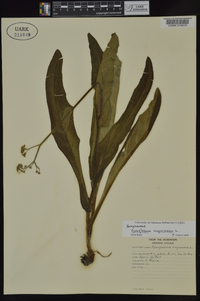 Cynoglossum virginianum image