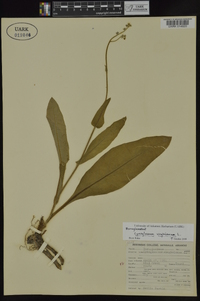 Cynoglossum virginianum image