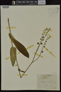 Cynoglossum virginianum image