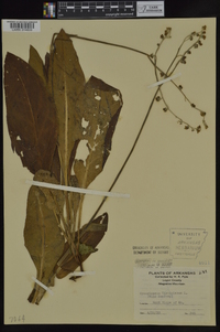 Cynoglossum virginianum image