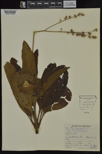 Cynoglossum virginianum image