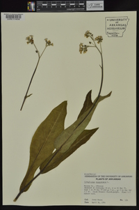 Cynoglossum virginianum image