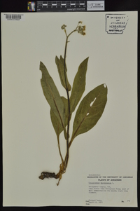 Cynoglossum virginianum image